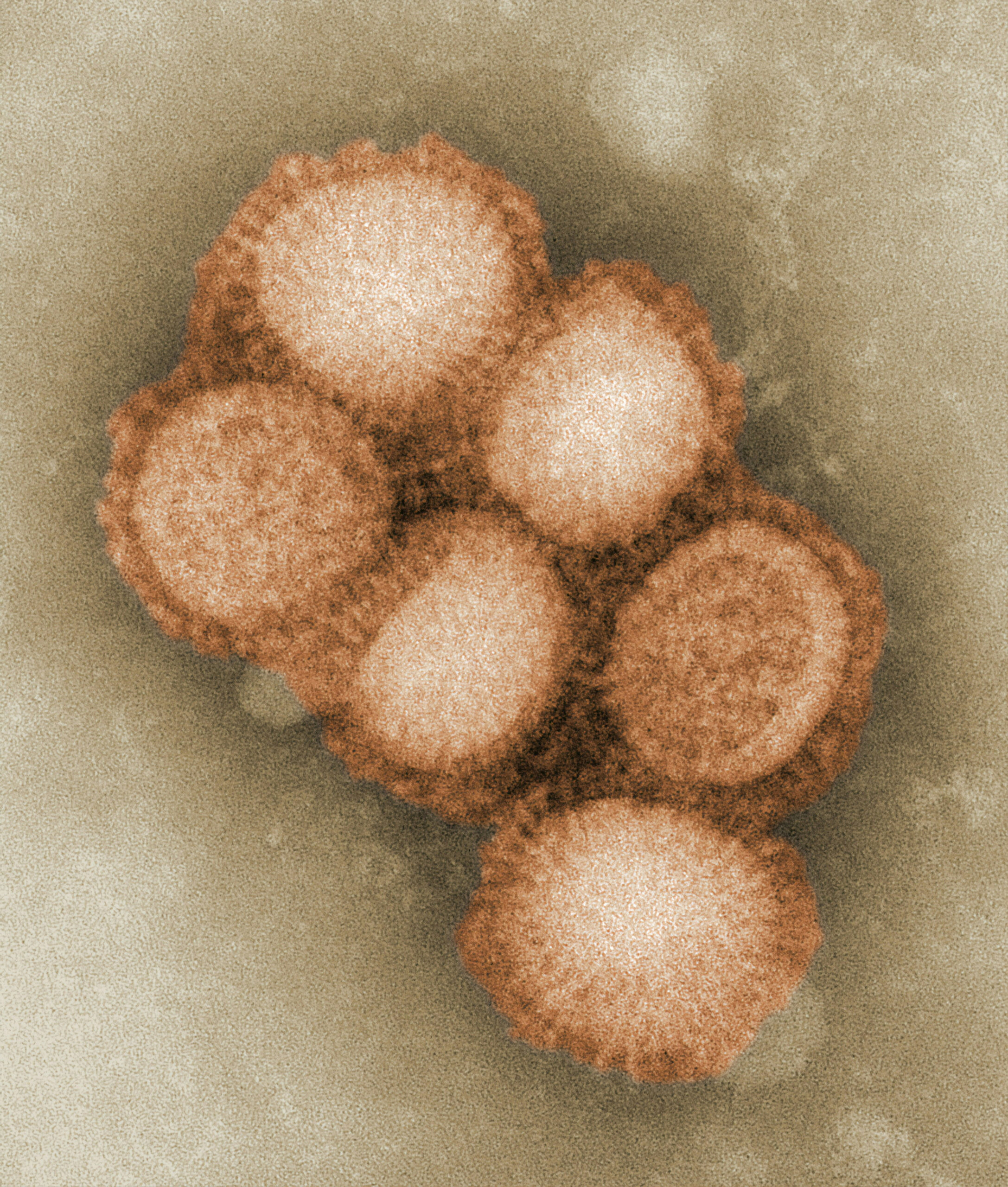 Hepatitis B
