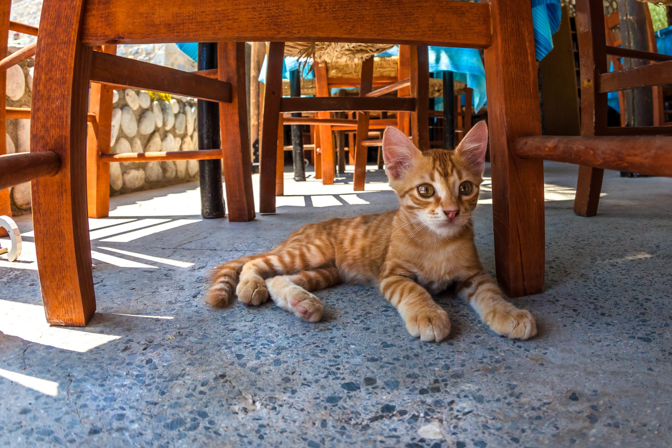 A cute and adorable red kitten sitting on the ground under the table of an outdoor restaurant.