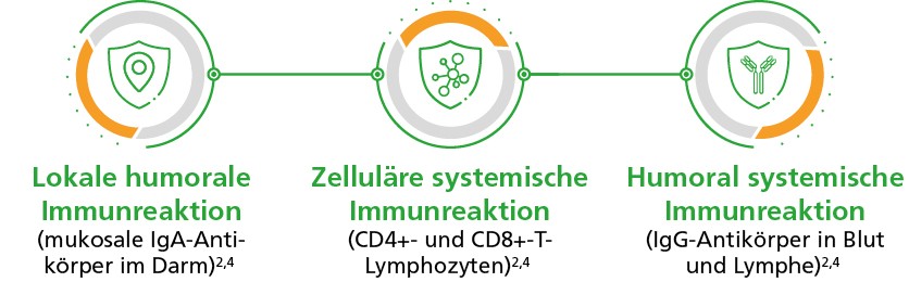 Drei schematische Icons in Kreisen, die jeweils die lokale humorale, zelluläre systemische und humorale systemische Immunreaktion von Typhoral® L symbolisieren.