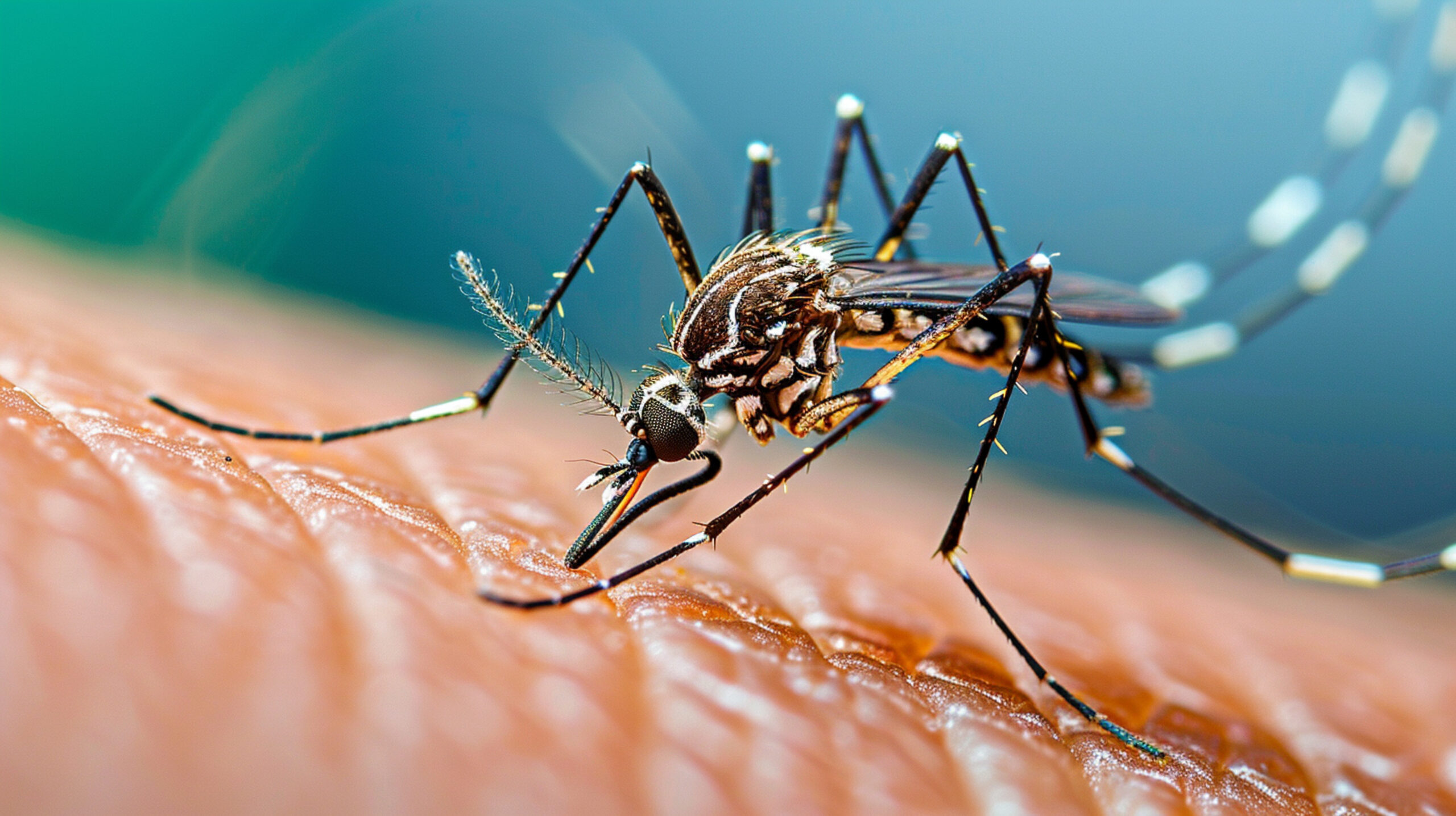 Chikungunya