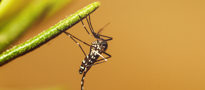 chikungunya mosquito on a stem