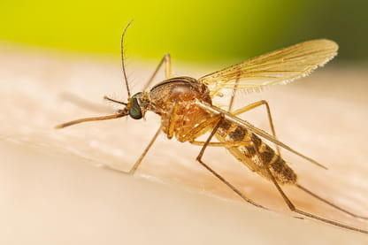 Chikungunya